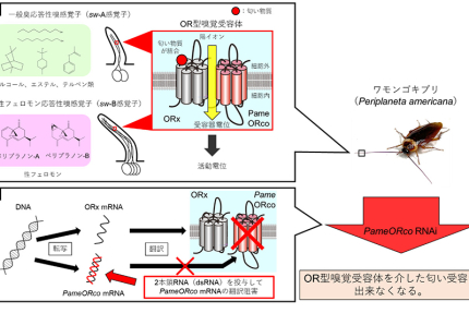 匂いを感じられないゴキブリ？（記事サムネイル）