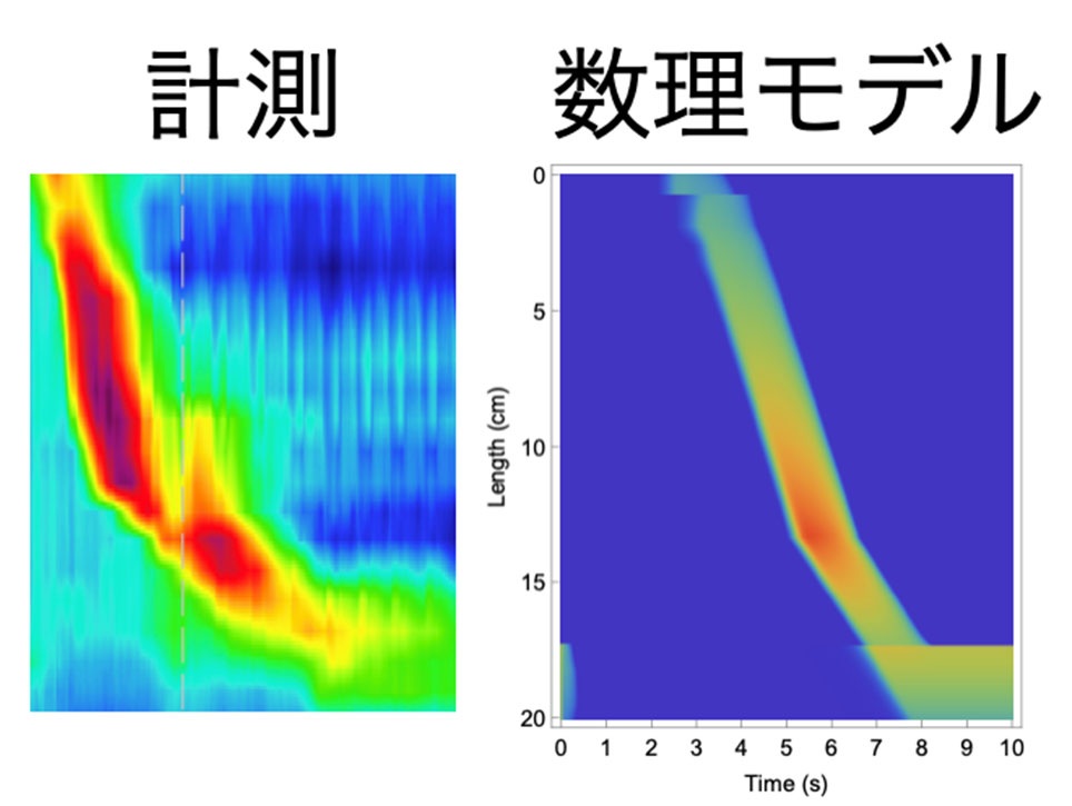 「⾷道の動き、“数式”でわかる！？」概要