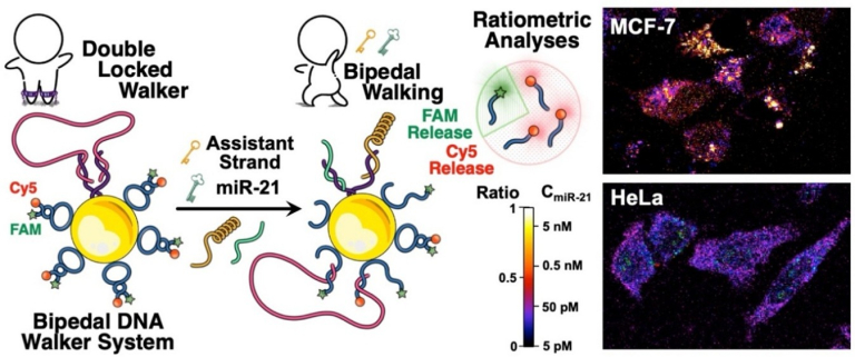 「細胞内のmicroRNA濃度を簡便に定量する新技術を開発！」概要図