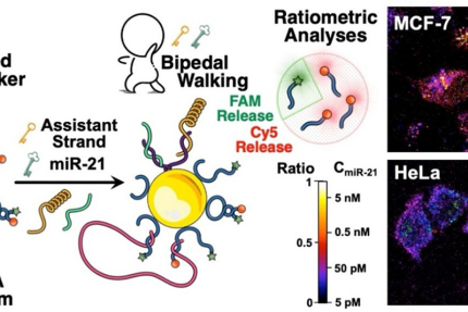 「細胞内のmicroRNA濃度を簡便に定量する新技術を開発！」（記事サムネイル）