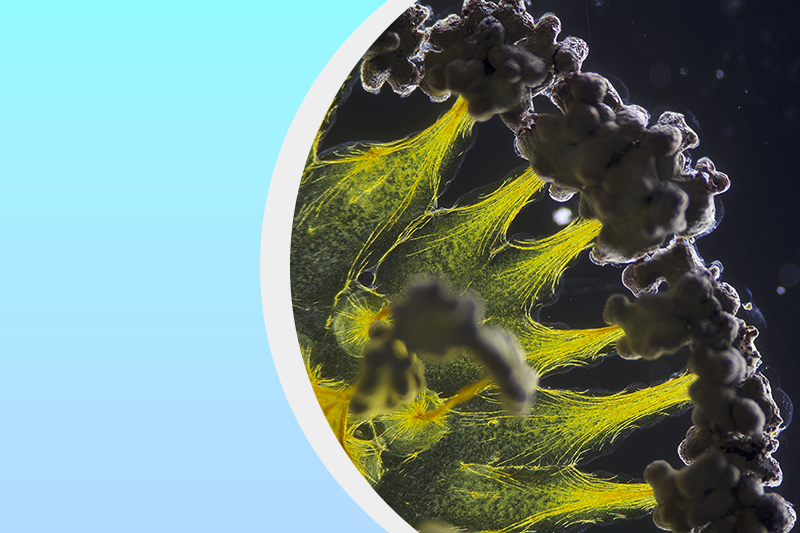 知能数理研究分野のサムネイル画像