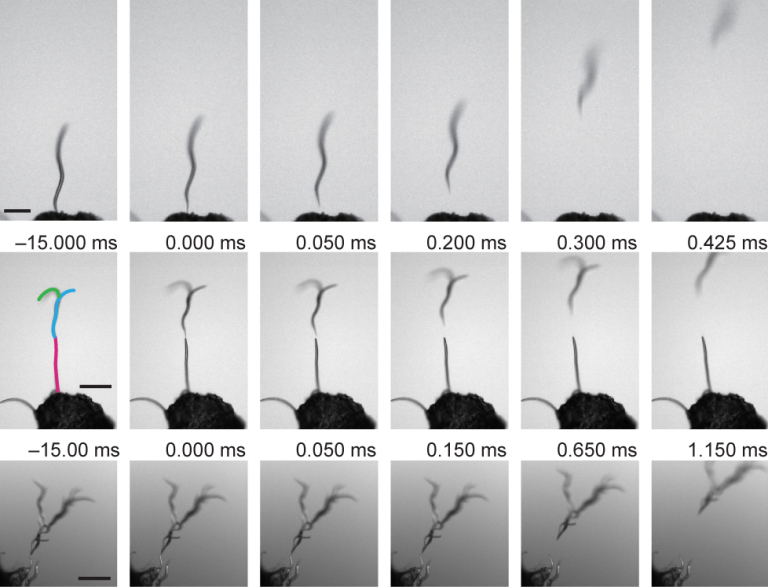 Overview of “Nematodes joy ride across electric voltages”