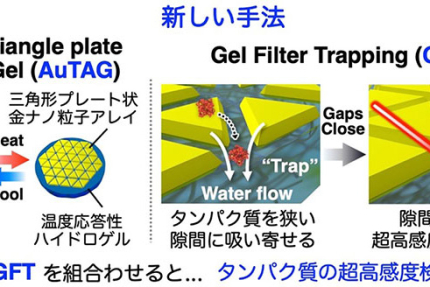 タンパク質を超高感度で検出する新技術を開発（記事サムネイル）