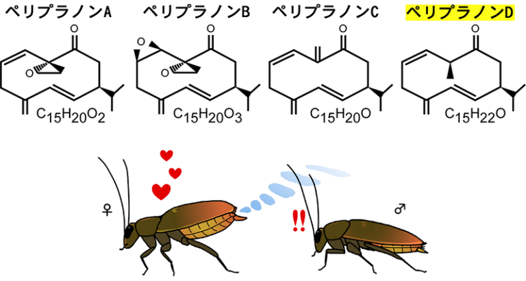 「クロゴキブリの正確な性フェロモン識別システム」概要