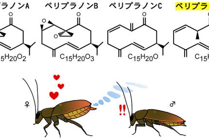 クロゴキブリの正確な性フェロモン識別システム（記事サムネイル）