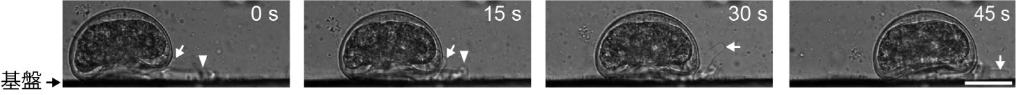 「多くの“仮足”を巧みに使う有殻アメーバの動き方を解明」概要