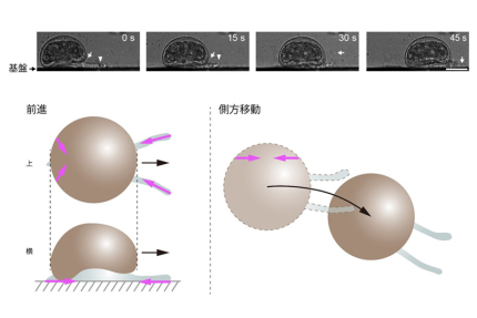 多くの“仮足”を巧みに使う有殻アメーバの動き方を解明（記事サムネイル）
