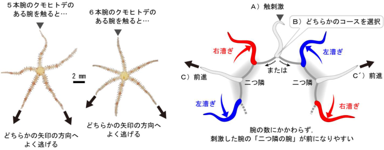 「クモヒトデは触られた腕の二つ隣の腕の方向へ逃げる」概要