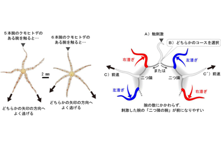 クモヒトデは触られた腕の二つ隣の腕の方向へ逃げる（記事サムネイル）