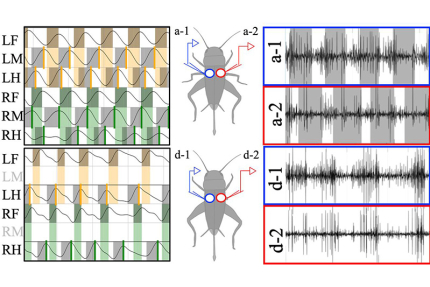 脚を失った昆虫は 歩行中の筋収縮リズムを変えて適応する！（記事サムネイル）