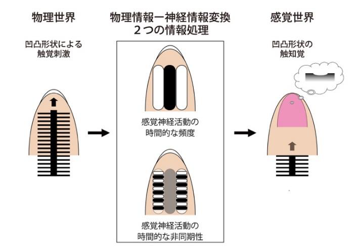 「人間の触錯覚のメカニズムを数理皮膚科学によって解明」概要