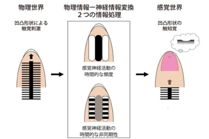 人間の触錯覚のメカニズムを数理皮膚科学によって解明（記事サムネイル）