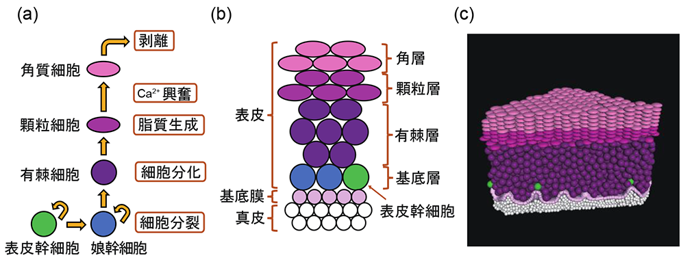 「皮膚疾患の病態再現を目指した表皮モデルを計算機上に構築」概要