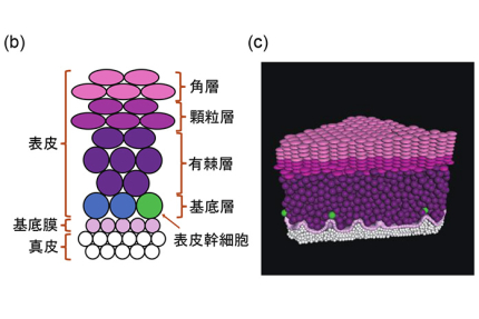 皮膚疾患の病態再現を目指した表皮モデルを計算機上に構築（記事サムネイル）
