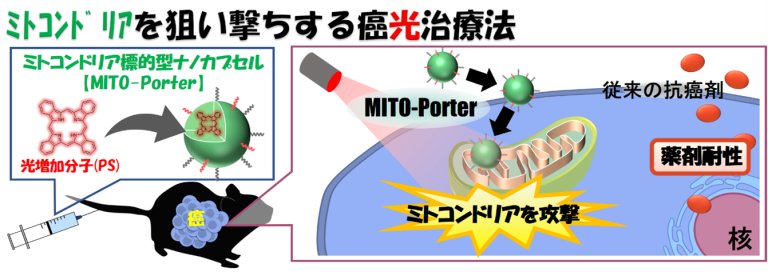 「ミトコンドリアを狙い撃ちする癌光治療法の開発に成功」概要