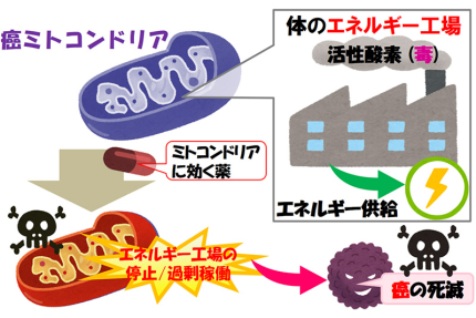 ミトコンドリアを狙い撃ちする癌光治療法の開発に成功（記事サムネイル）