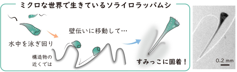 「ソライロラッパムシの「すみっこ」好きを発見」概要図