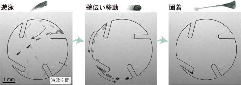 図２