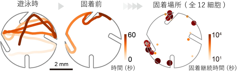 図３