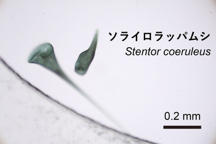 ソライロラッパムシの「すみっこ」好きを発見（記事サムネイル）